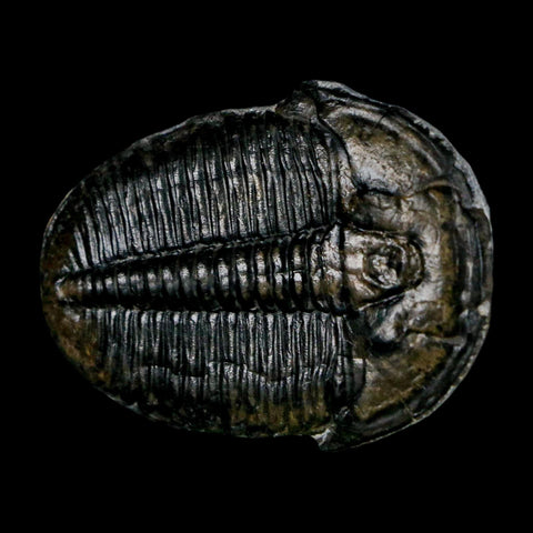 1.5" Elrathia Kingi Trilobite Fossil Utah Cambrian Age 521 Million Years Old COA