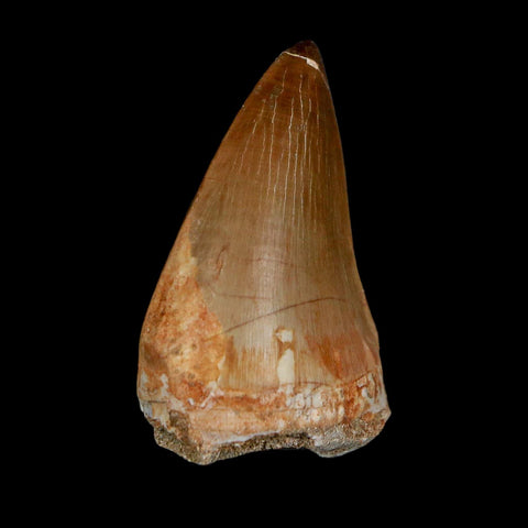 1.8" Mosasaur Prognathodon Fossil Tooth Cretaceous Dinosaur Era COA & Stand - Fossil Age Minerals