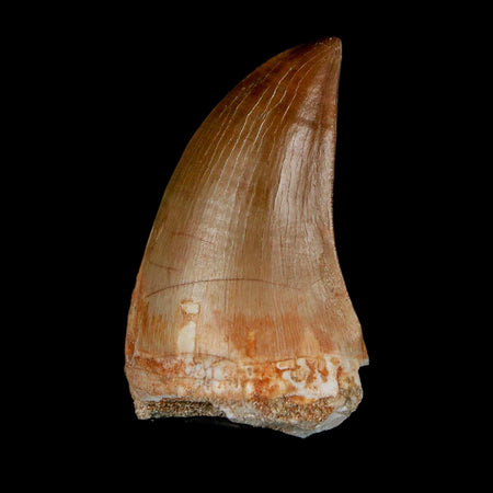 1.8" Mosasaur Prognathodon Fossil Tooth Cretaceous Dinosaur Era COA & Stand