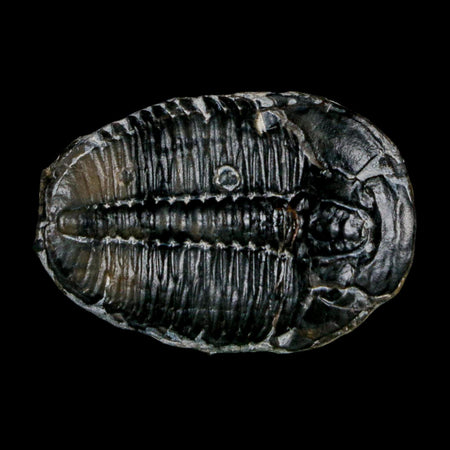 1.4" Elrathia Kingi Trilobite Fossil Utah Cambrian Age 521 Million Years Old COA