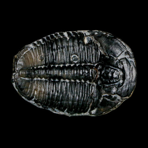 1.4" Elrathia Kingi Trilobite Fossil Utah Cambrian Age 521 Million Years Old COA