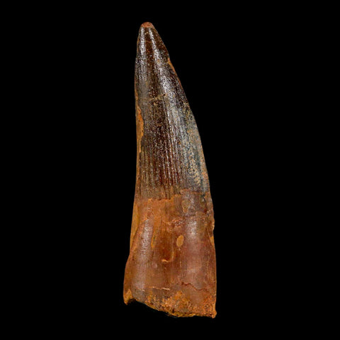 2.9" Spinosaurus Fossil Tooth 100 Million Years Old Cretaceous Dinosaur COA - Fossil Age Minerals