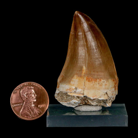 1.8" Mosasaur Prognathodon Fossil Tooth Cretaceous Dinosaur Era COA & Stand - Fossil Age Minerals