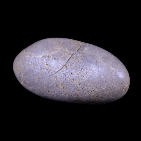 1.7" Sauropod Dinosaur Stomach Stone Gastrolith Rock Gizzard Stone COA - Fossil Age Minerals