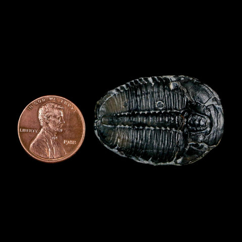 1.4" Elrathia Kingi Trilobite Fossil Utah Cambrian Age 521 Million Years Old COA