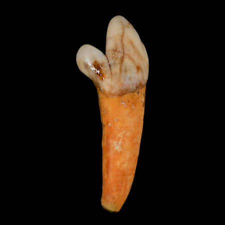 1.6" Extinct Cave Bear Ursus Spelaeus Incisor Tooth Rooted Pleistocene Age COA, Stand