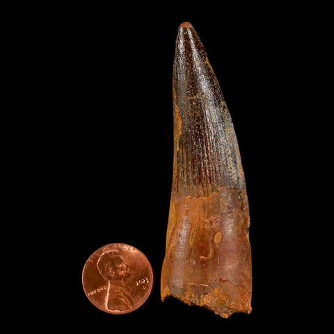 2.9" Spinosaurus Fossil Tooth 100 Million Years Old Cretaceous Dinosaur COA - Fossil Age Minerals