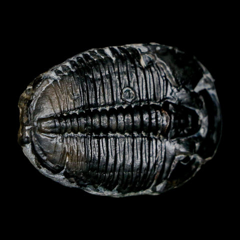 1.4" Elrathia Kingi Trilobite Fossil Utah Cambrian Age 521 Million Years Old COA