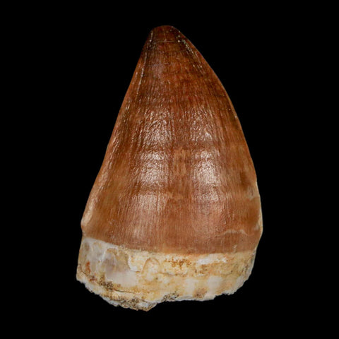 1.8" Mosasaur Prognathodon Fossil Tooth Cretaceous Dinosaur Era COA & Stand - Fossil Age Minerals
