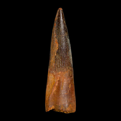 2.9" Spinosaurus Fossil Tooth 100 Million Years Old Cretaceous Dinosaur COA - Fossil Age Minerals