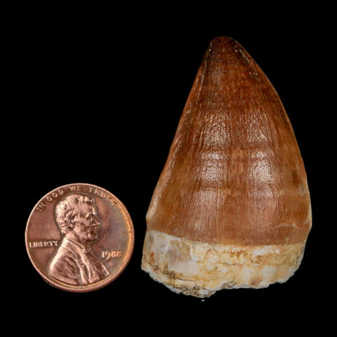 1.8" Mosasaur Prognathodon Fossil Tooth Cretaceous Dinosaur Era COA & Stand - Fossil Age Minerals