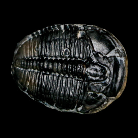 1.4" Elrathia Kingi Trilobite Fossil Utah Cambrian Age 521 Million Years Old COA