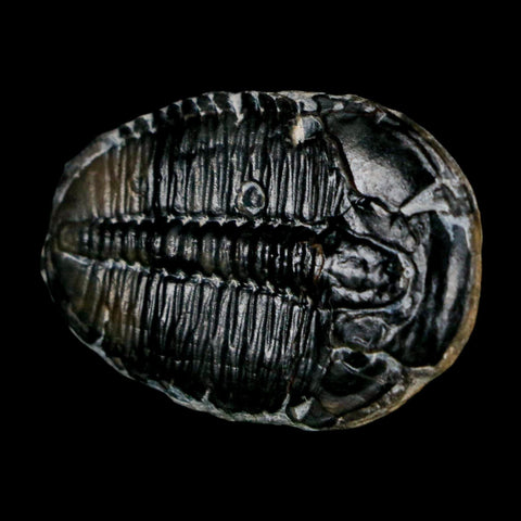 1.4" Elrathia Kingi Trilobite Fossil Utah Cambrian Age 521 Million Years Old COA