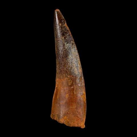 2.9" Spinosaurus Fossil Tooth 100 Million Years Old Cretaceous Dinosaur COA - Fossil Age Minerals