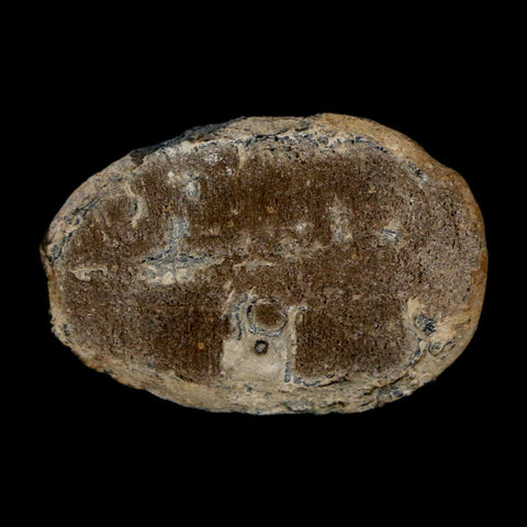 1.4" Elrathia Kingi Trilobite Fossil Utah Cambrian Age 521 Million Years Old COA