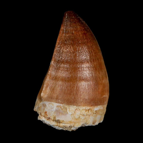 1.8" Mosasaur Prognathodon Fossil Tooth Cretaceous Dinosaur Era COA & Stand - Fossil Age Minerals