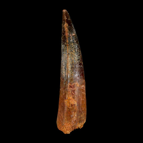 2.9" Spinosaurus Fossil Tooth 100 Million Years Old Cretaceous Dinosaur COA - Fossil Age Minerals