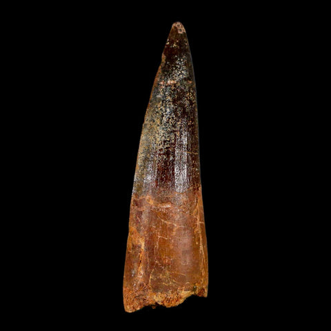 2.9" Spinosaurus Fossil Tooth 100 Million Years Old Cretaceous Dinosaur COA - Fossil Age Minerals