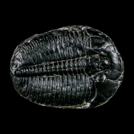 1.5" Elrathia Kingi Trilobite Fossil Utah Cambrian Age 521 Million Years Old COA