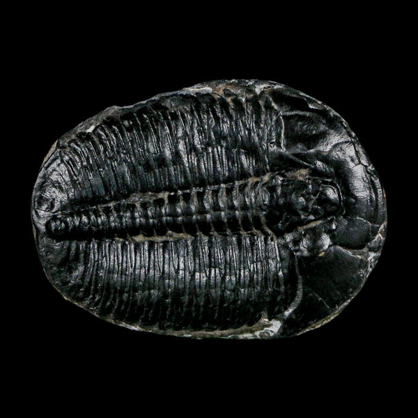 1.5