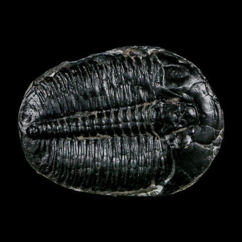 1.5" Elrathia Kingi Trilobite Fossil Utah Cambrian Age 521 Million Years Old COA