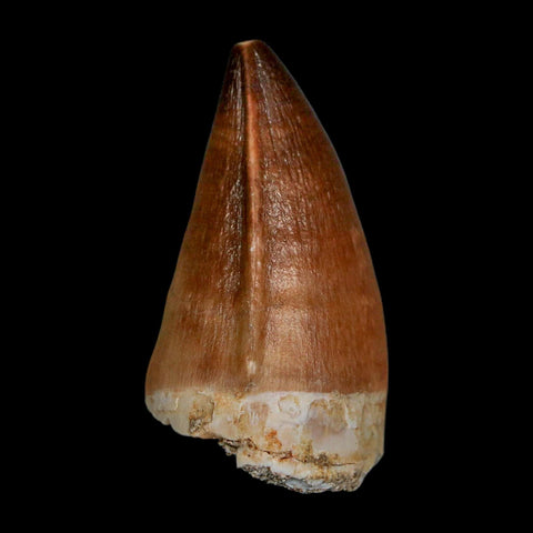 1.8" Mosasaur Prognathodon Fossil Tooth Cretaceous Dinosaur Era COA & Stand - Fossil Age Minerals