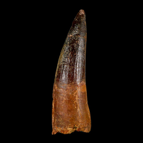 2.9" Spinosaurus Fossil Tooth 100 Million Years Old Cretaceous Dinosaur COA - Fossil Age Minerals