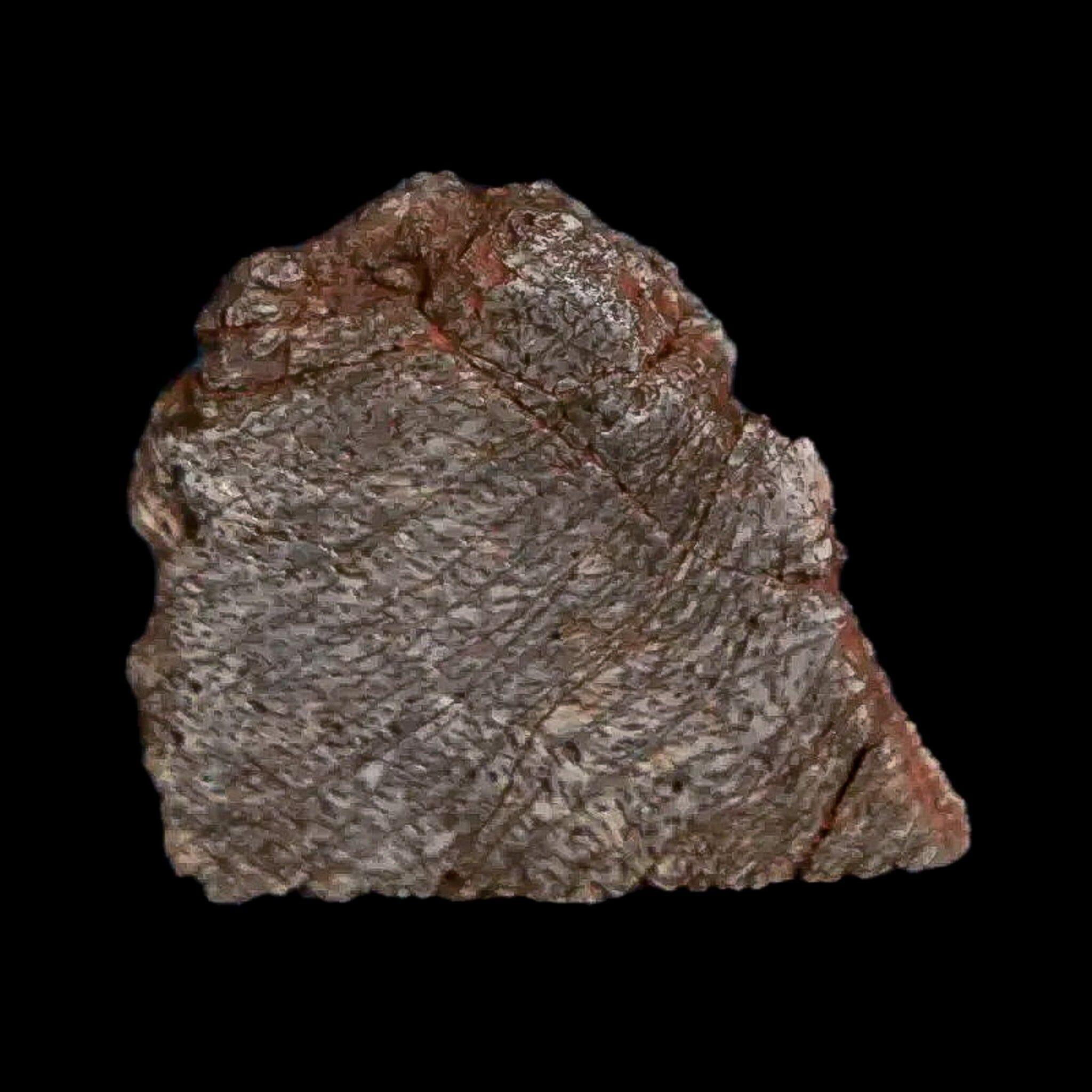 0.7" Tenontosaurus Fossil Bone Cloverly FM Cretaceous Dinosaur Montana COA Display - Fossil Age Minerals