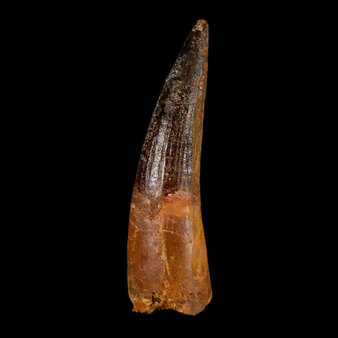 2.9" Spinosaurus Fossil Tooth 100 Million Years Old Cretaceous Dinosaur COA - Fossil Age Minerals