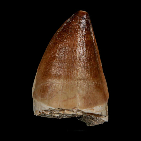 1.8" Mosasaur Prognathodon Fossil Tooth Cretaceous Dinosaur Era COA & Stand - Fossil Age Minerals