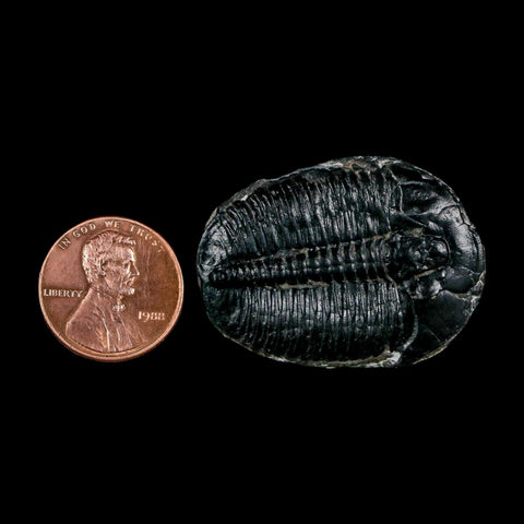 1.5" Elrathia Kingi Trilobite Fossil Utah Cambrian Age 521 Million Years Old COA