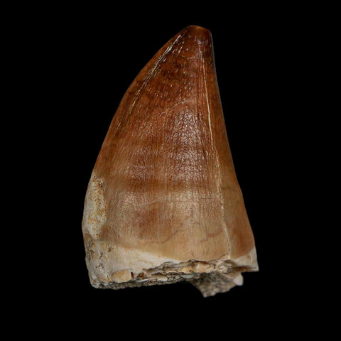 1.8" Mosasaur Prognathodon Fossil Tooth Cretaceous Dinosaur Era COA & Stand - Fossil Age Minerals