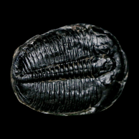 1.5" Elrathia Kingi Trilobite Fossil Utah Cambrian Age 521 Million Years Old COA