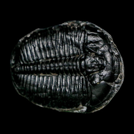 1.5" Elrathia Kingi Trilobite Fossil Utah Cambrian Age 521 Million Years Old COA