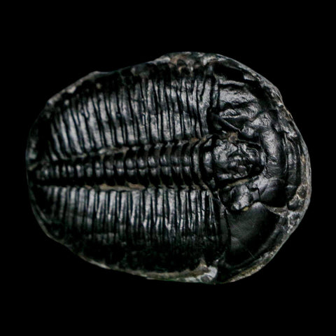 1.5" Elrathia Kingi Trilobite Fossil Utah Cambrian Age 521 Million Years Old COA