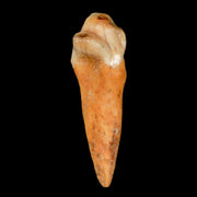 1.7" Extinct Cave Bear Ursus Spelaeus Incisor Tooth Rooted Pleistocene Age COA, Stand