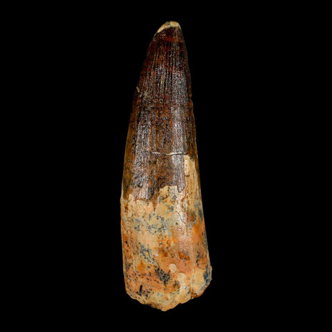 XL 3.6" Spinosaurus Fossil Tooth 100 Million Years Old Cretaceous Dinosaur COA - Fossil Age Minerals