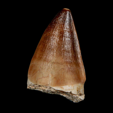 1.8" Mosasaur Prognathodon Fossil Tooth Cretaceous Dinosaur Era COA & Stand - Fossil Age Minerals