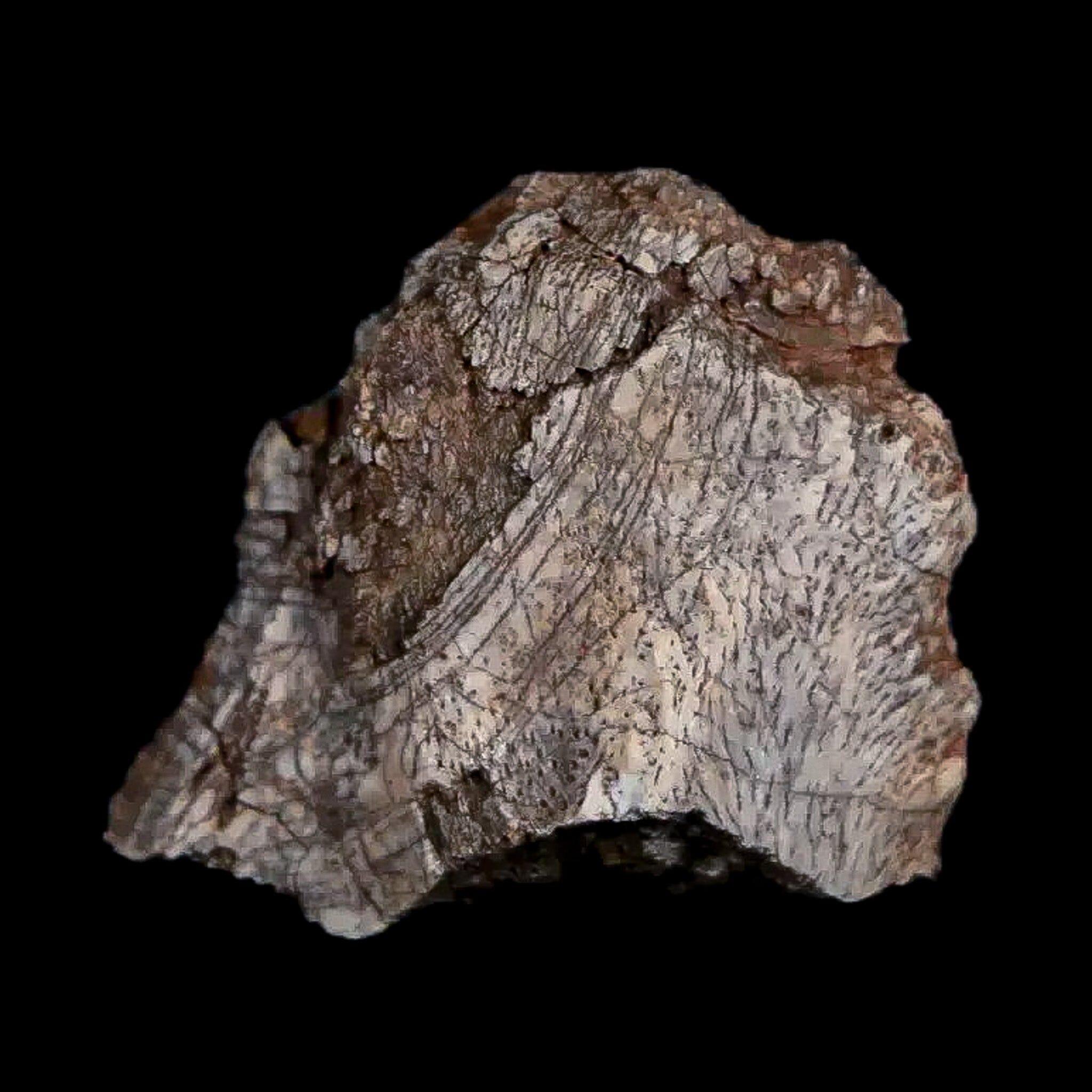 0.7" Tenontosaurus Fossil Bone Cloverly FM Cretaceous Dinosaur Montana COA Display - Fossil Age Minerals