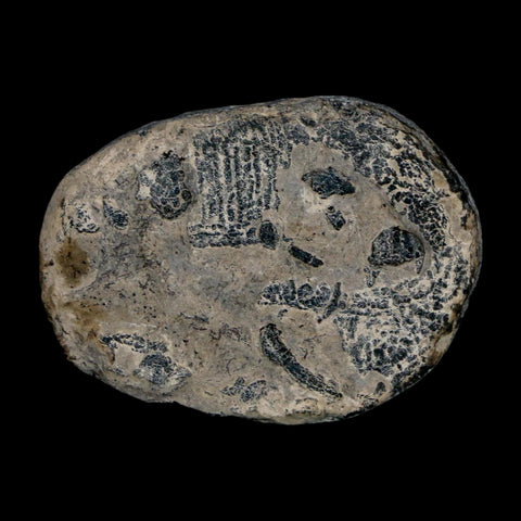 1.5" Elrathia Kingi Trilobite Fossil Utah Cambrian Age 521 Million Years Old COA