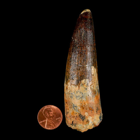 XL 3.6" Spinosaurus Fossil Tooth 100 Million Years Old Cretaceous Dinosaur COA - Fossil Age Minerals
