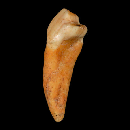 1.7" Extinct Cave Bear Ursus Spelaeus Incisor Tooth Rooted Pleistocene Age COA, Stand