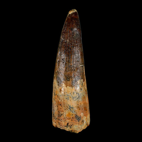 XL 3.6" Spinosaurus Fossil Tooth 100 Million Years Old Cretaceous Dinosaur COA - Fossil Age Minerals