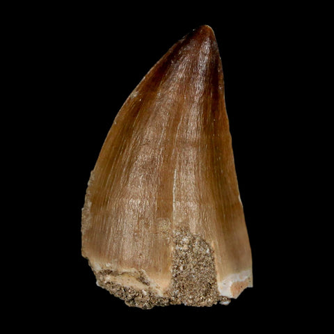 1.8" Mosasaur Prognathodon Fossil Tooth Cretaceous Dinosaur Era COA & Stand - Fossil Age Minerals