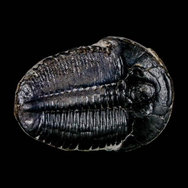 1.5
