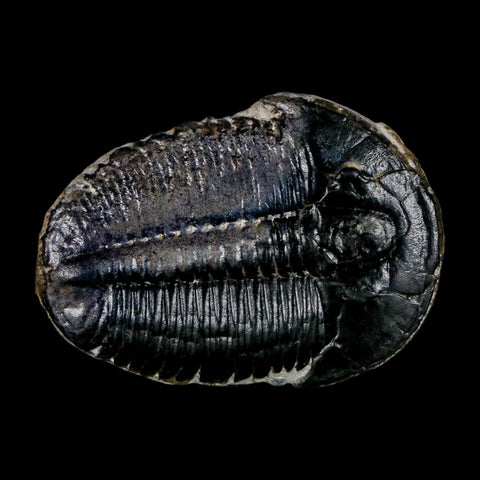 1.5" Elrathia Kingi Trilobite Fossil Utah Cambrian Age 521 Million Years Old COA