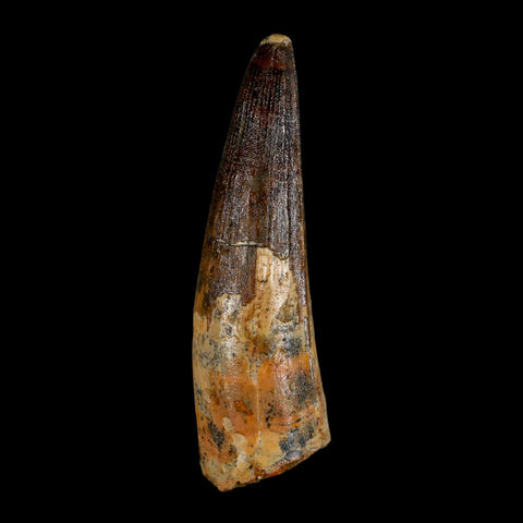 XL 3.6" Spinosaurus Fossil Tooth 100 Million Years Old Cretaceous Dinosaur COA - Fossil Age Minerals
