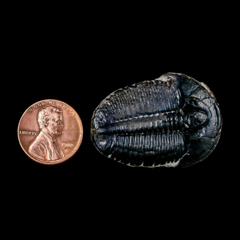 1.5" Elrathia Kingi Trilobite Fossil Utah Cambrian Age 521 Million Years Old COA