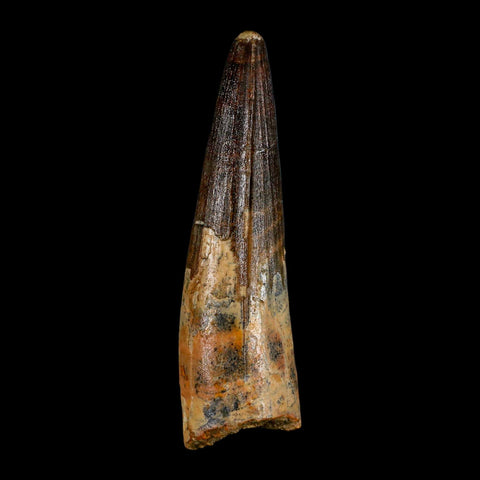 XL 3.6" Spinosaurus Fossil Tooth 100 Million Years Old Cretaceous Dinosaur COA - Fossil Age Minerals