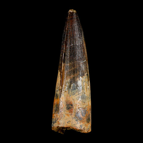 XL 3.6" Spinosaurus Fossil Tooth 100 Million Years Old Cretaceous Dinosaur COA - Fossil Age Minerals